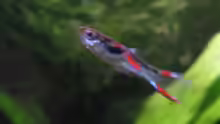 Endler Guppy