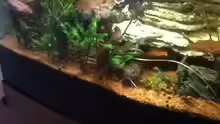 Pimelodus pictus