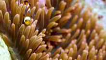Entacmaea quadricolor mit Amphiprion Ocellaris