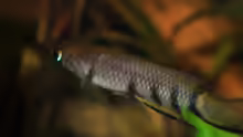 Epiplatys dageti monroviae Männchen
