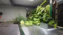 Epipremnum aureum