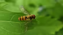 Episyrphus balteatus