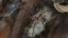 Eratigena atrica