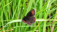 Erebia aethiops