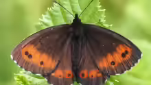 Erebia euryale