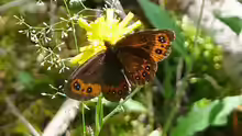 Erebia ligea
