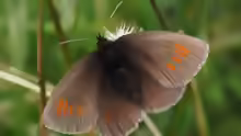 Erebia manto