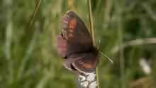 Erebia melampus