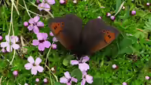 Erebia pandrose