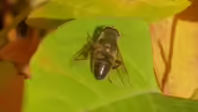 Eristalis tenax