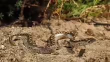 Eryx jaculus