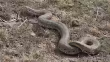 Eryx miliaris