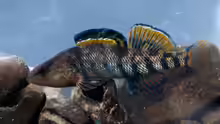 Etheostoma caeruleum
