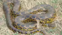 Eunectes notaeus
