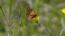 Euphydryas aurinia
