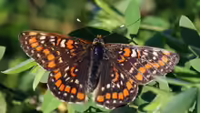 Euphydryas maturna