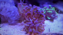 Fimbriaphyllia paraancora