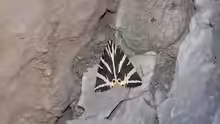 Euplagia quadripunctaria