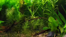 Eichhornia diversifolia