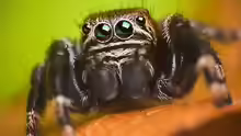 Evarcha arcuata