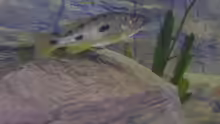 Exochochromis anagenys