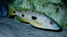 Exochromis anagenys