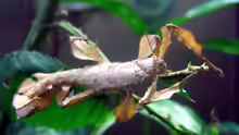 Extatosoma tiaratum
