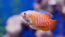 Fadenfische