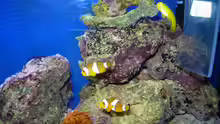 Falsche Clownfische Amphiprion ocellaris