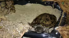 Falsche Landkartenschildkröte (gehört mit zu den Höckerschildkröten)