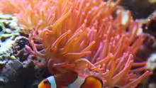 Falscher Clownfisch mit Blasenanemone