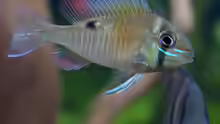 Biotodoma cupido