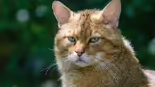 Felis silvestris silvestris
