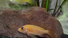 Neocaridina davidi Yellow Fire
