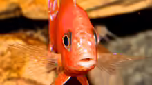 Firefish frontal