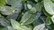 Fittonia