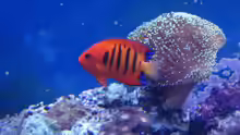 Centropyge loriculus