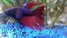 Flash - unser Betta Splendens - Männchen