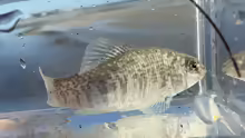 Floridichthys carpio