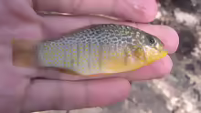 Floridichthys polyommus