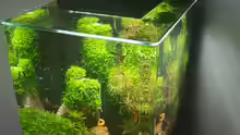 Fluval