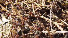 Formica rufa