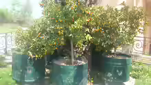 Fortunella margarita