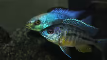 Fossochromis	rostratus	/      Protomelas	 spilonotus, Tansania 