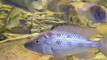 Fossochromis rostratus Bock