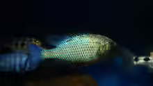 Fossochromis rostratus male