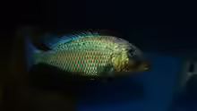 Fossochromis rostratus male