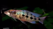 Fossochromis Rostratus Pärchen