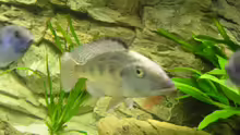 Fossochromis rostratus Weib