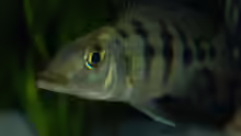 Fossochromis Rostratus